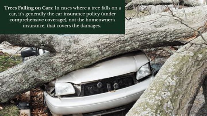 Does homeowners insurance cover tree on car?